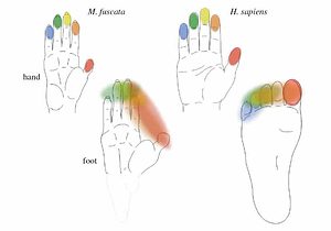 Shape of the hand and foot in two primate species. The fingers are represented independently (colour coded) in the primate somatosensory cortex (SI). By contrast, the representations of the toes are fused, with the exception of the big toe in humans. (Credit: Image courtesy of RIKEN)