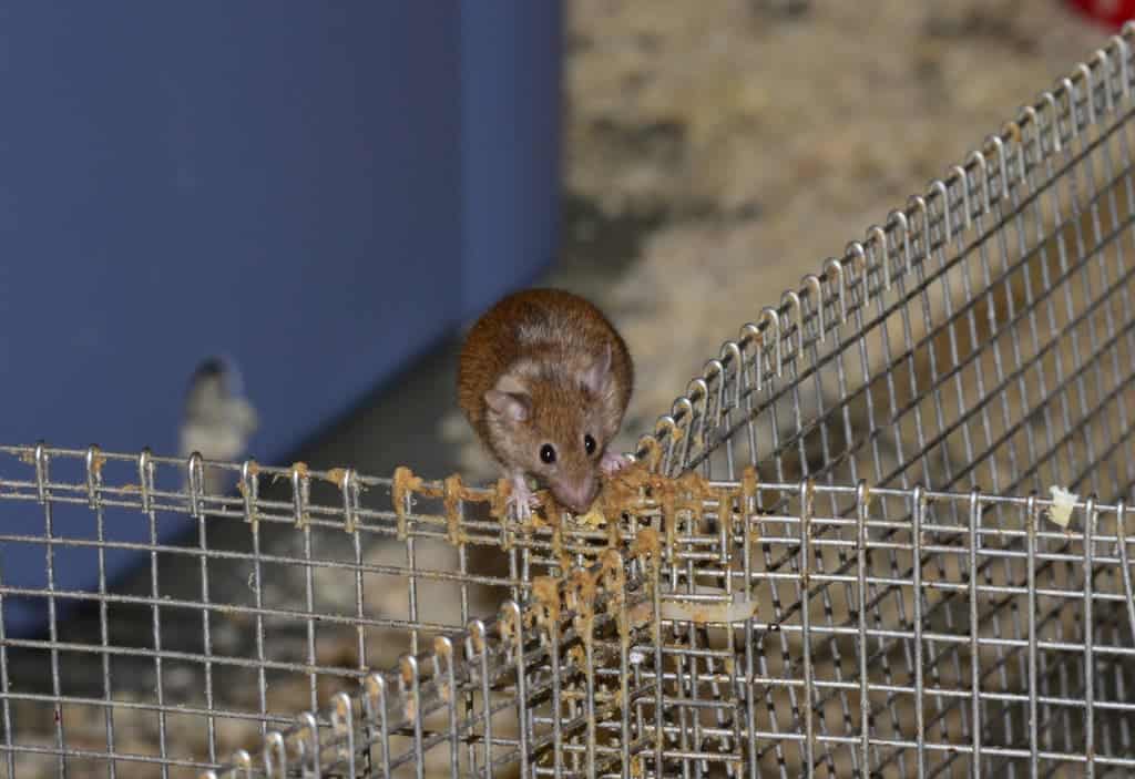 This male mouse has left brownish scent marks by depositing pheromone-rich urine on a fence separating his territory from those of other mice. (c) Doug Cornwall, University of Utah
