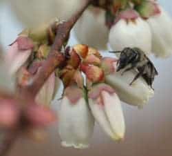 Photo of small native bee species Andrena bradleyi on a highbush blueberry flower. Click to enlarge. (Photo credit: Hannah Burrack.)