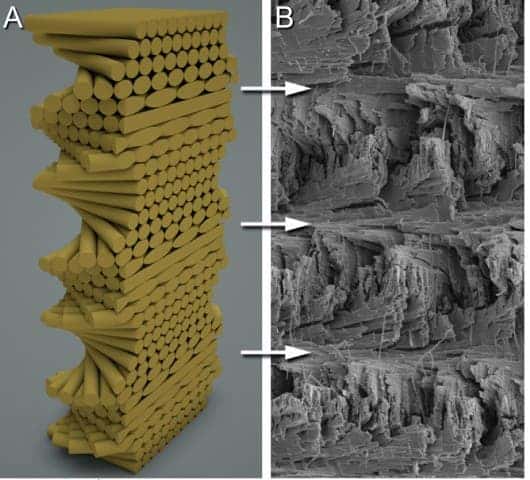 Electron microscope imaging shows the mantis shrimp's cuticles are aligned in a spiral fashion. Photo: University of California