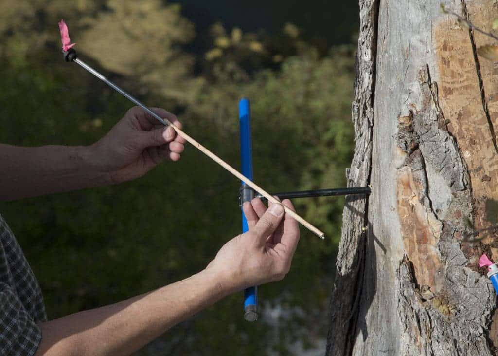 research_tree_ring