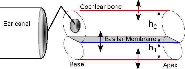inner ear model mechanism