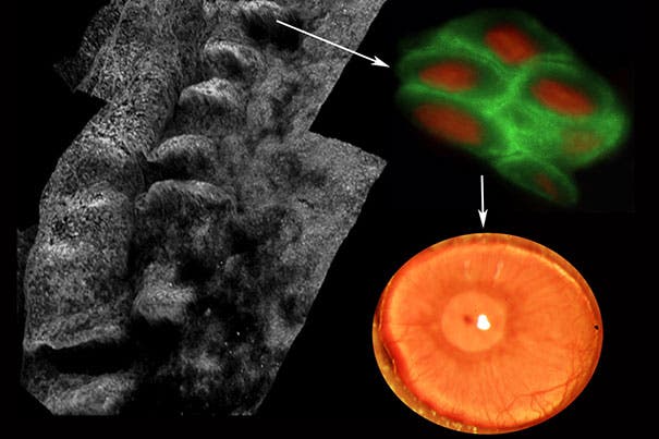 In this study, researchers were able to use antibodies detecting the marker molecule to zero in on the stem cells in tissue from deceased human donors and use it to regrow anatomically correct, fully functional human corneas in mice.