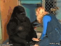 koko_gorilla