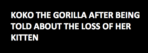koko_gorilla