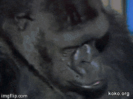 koko_gorilla1