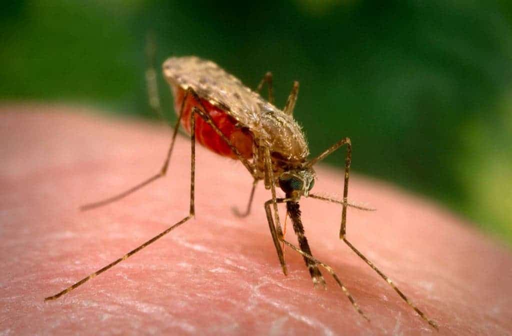 The Anopheles gambiae is the prime transmitter of malaria. A new genetic method manipulates mosquito populations so that only females are bred. The result is colony collapse and no more malaria. Photo: nd.edu