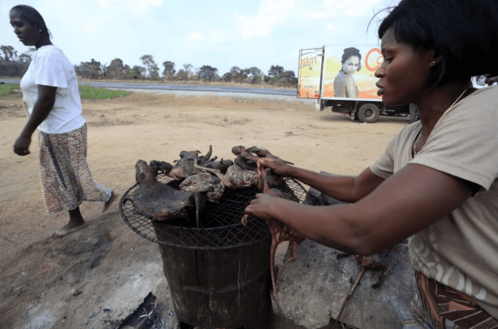 March 29, 2014 A woman dries meat near a highway to the city of Yamoussoukro, Ivory Coast. The disease comes from infected animals, most likely the fruit bat, which can infect animals that humans eat. Thierry Gouegnon/Reuters