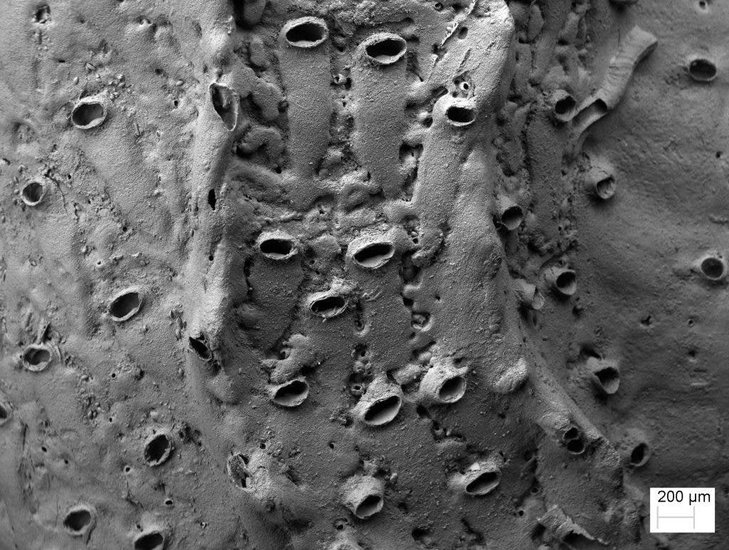 Scanning electron microscope photo of the openings of the ‘living fossil’ (Protulophila) in a worm tube. Photo: Paul taylor, Natural History Museum, London.