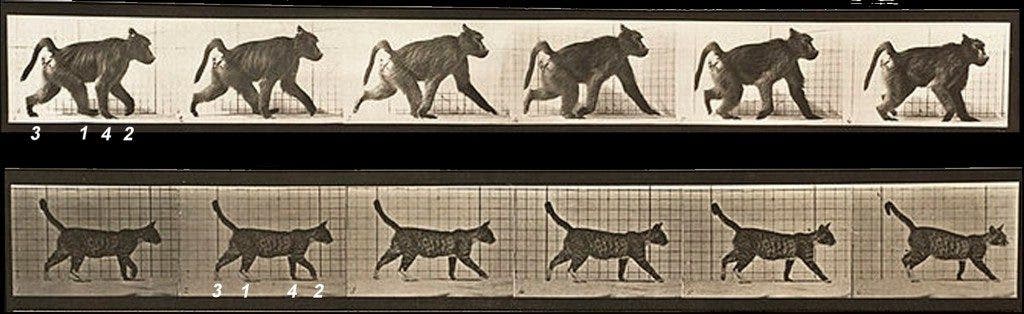 Comparison of footfall sequence in primate (baboon, above) and nonprimate (cat, below). Footfall sequence is depicted numerically, beginning with the right hind limb in each animal. The primate is walking in diagonal sequence (RH-LF-LH-RF), and the nonprimate is walking in lateral sequence (RH-RF-LH-LF). Image from Muybridge E (1887) . Animal Locomotion: An Electro-photographic Investigation of Consecutive Phases of Animal Movements, 1872-1885: 112 Plates. Published under the auspices of the University of Pennsylvania.