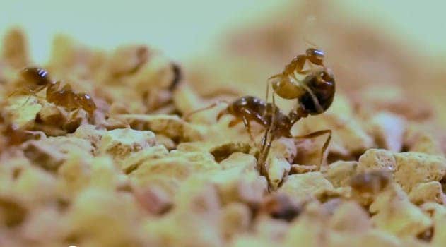 Tawny crazy ants (Nylanderia fulva) attacked by rivaling fire ants (Solenopsis invicta). To protect itself against the deadly fire ant venom, crazy ants secret a venom of their own that cancels the other. When the two mix, a new substance whose class has never been encountered in nature emerges. Photo: Ed LeBrun