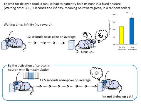 Figure 3. Effect of serotonin activation on waiting time during reward omission  In the 25% of trials, a food pellet was not presented no matter how long the mice waited. Without serotonin neuron stimulation, the mice waited 12 seconds on average. The waiting time was significantly extended to about 17.5 seconds on average with the stimulation of serotonin neurons.