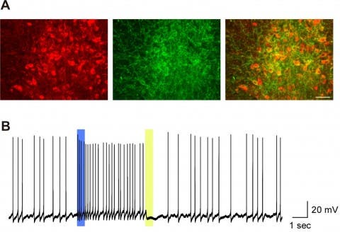 Figure 1. Control of serotonin neural activity by light. (A) The picture on the left shows serotonin neurons in red. The middle picture shows neurons expressing light sensitive proteins in green. The picture on the right is an overlay of the previous two pictures, showing in orange light sensitive proteins selectively expressed in serotonin neurons.  (B) Blue light illumination, 500 microsecond pulse, shown in blue line, induced spontaneous action potentials in the serotonin neuron for approximately 10 seconds. The yellow light illumination, 500 microsecond pulse, shown in yellow line, stopped spontaneous action potentials.