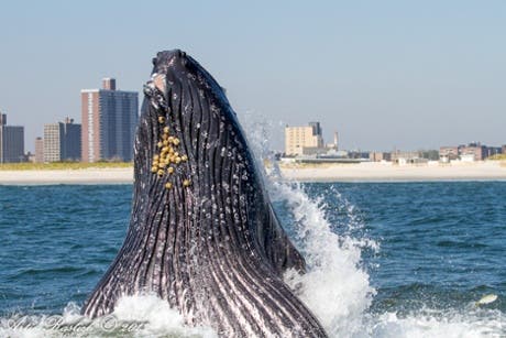 Photo: Artie Raslich/Gotham Whale