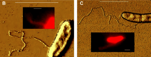 nanowire bacteria