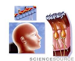 nerve_cells_ear