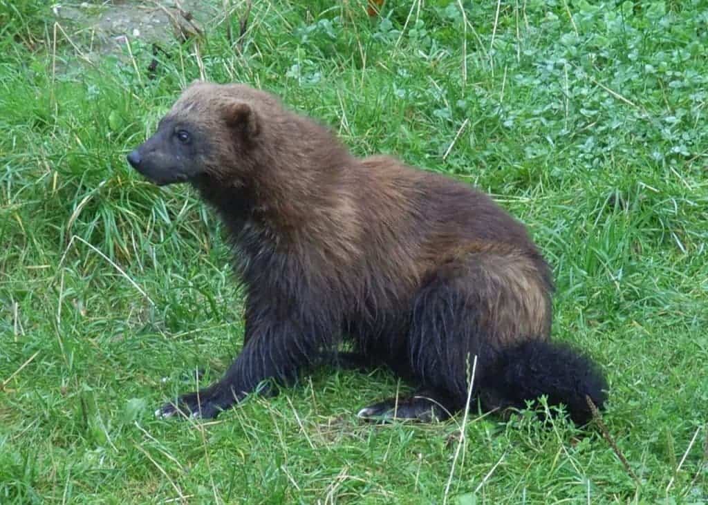 wolverine stinky