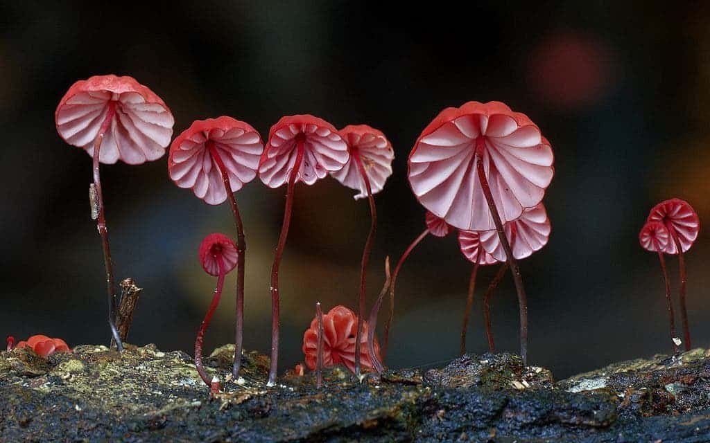 Marasmius haematocephalus mushroom