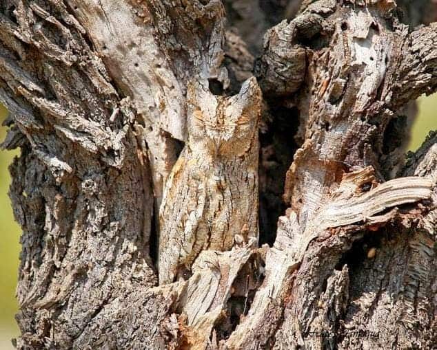 Eastern Screech Owl