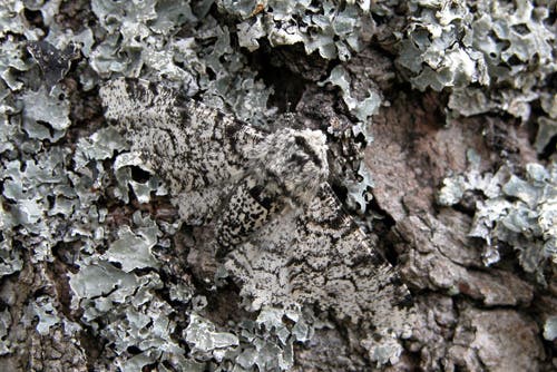 Peppered Moth