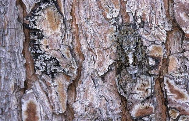 Grey Cicada