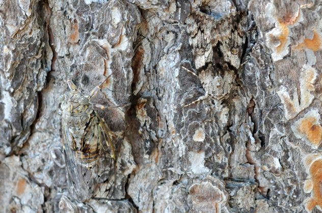 Underwing Moth