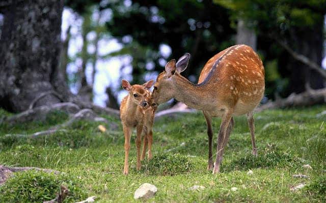New reserach suggests mammals are tunned to the crying calls of infants, even when these don't come from members of their species. Photo: Flickr Commons