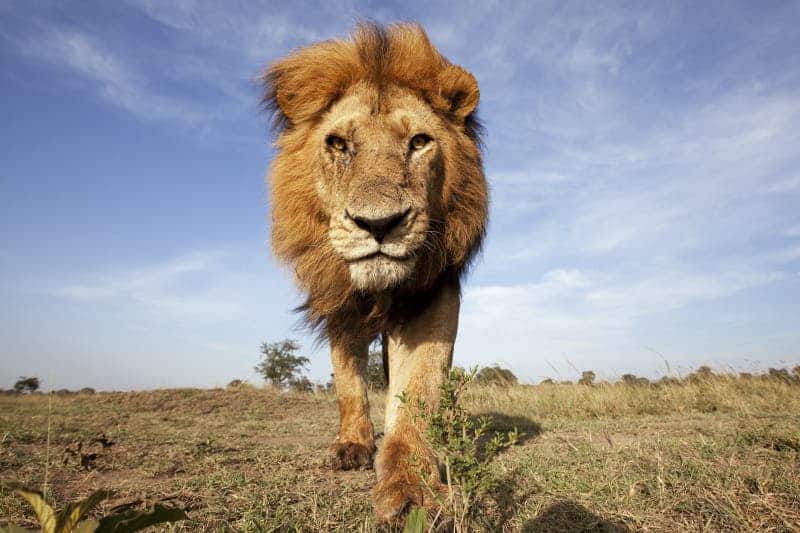 lion biodiversity