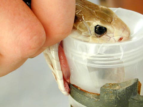 snake_antivenom
