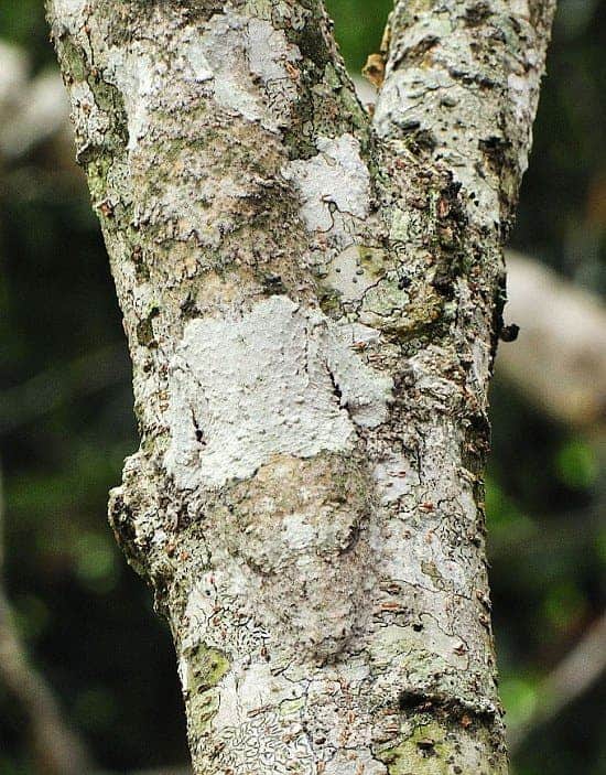 Mossy Leaf-Tailed Gecko