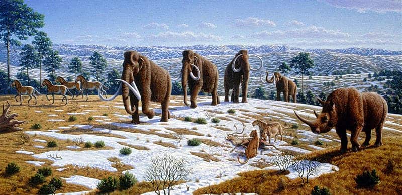 The Quaternary period saw the extinctions of numerous predominantly larger, especially megafaunal, species, many of which occurred during the transition from the Pleistocene to the Holocene epoch. Among the main causes hypothesized by paleontologists are natural climate change and overkill by humans. Image: Wikimedia Commons