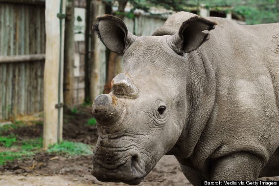 Suni at the Ol Pejeta Conservancy in Kenya.