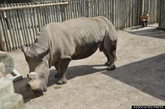 Suni after arriving at Ol Pejeta in 2009.