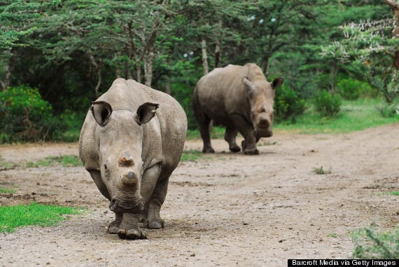 Sudan and Najin, two of the remaining northern white rhinos, at the Ol Pejeta Conservancy in Kenya.
