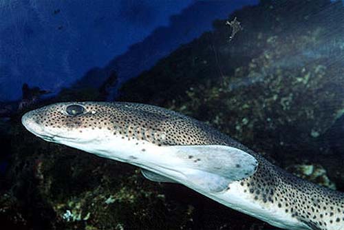 Juvenile spotted cat sharks (Scyliorhinus canicula) were studied for their social interactions. They can found throughout the northeast Atlantic and Mediterranean, but during the test the sharks were monitored in large tanks containing three habitats in Plymouth. Photo: University of Florida