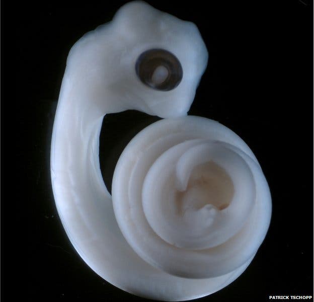 The same snake embryo after 11 days, showing the budding hemipenes at the tail end in the centre of the spiral