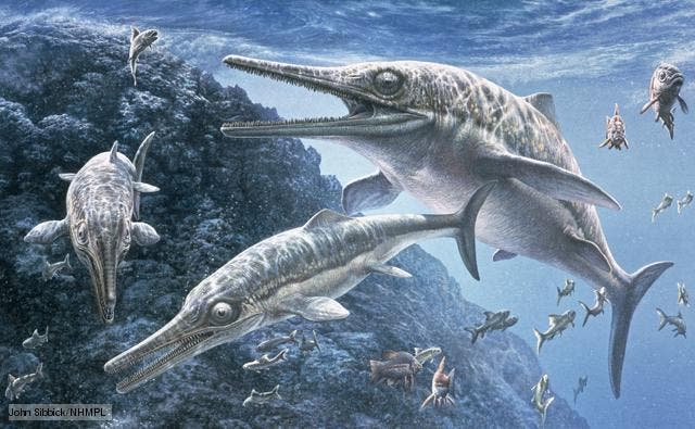 Ichthyosaurs were predatory marine reptiles that swam the world's oceans while dinosaurs walked the land. They appeared in the Triassic period, dying out around 25 million years before the extinction event that wiped out the dinosaurs.  much more streamlined, fish-like form built for speed. One species has been calculated to have a cruising speed of 36 km/h. These enormous predators remained at the top of the food chain until they were replaced by the plesiosaurs.