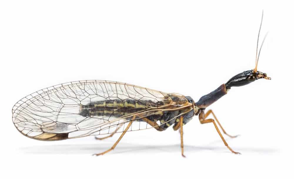 The Snakefly (Dichrostigma flavipes) didn’t give up limbs to evolve wings. Credit: Dr. Oliver Niehuis, ZFMK, Bonn