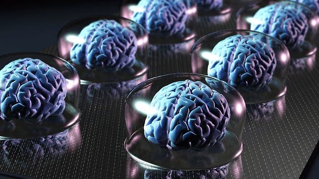 brain storage