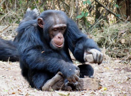 chimp-knowledge