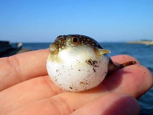 The smallest puffer fish in the world is dwarf puffer fish. The length for this animal is around 22 mm. You can only find the species if you visit River Pamba. It is located in Kerala, India. Image: Flickr