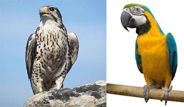 falcons more closely related to parrots than eagles or vultures
