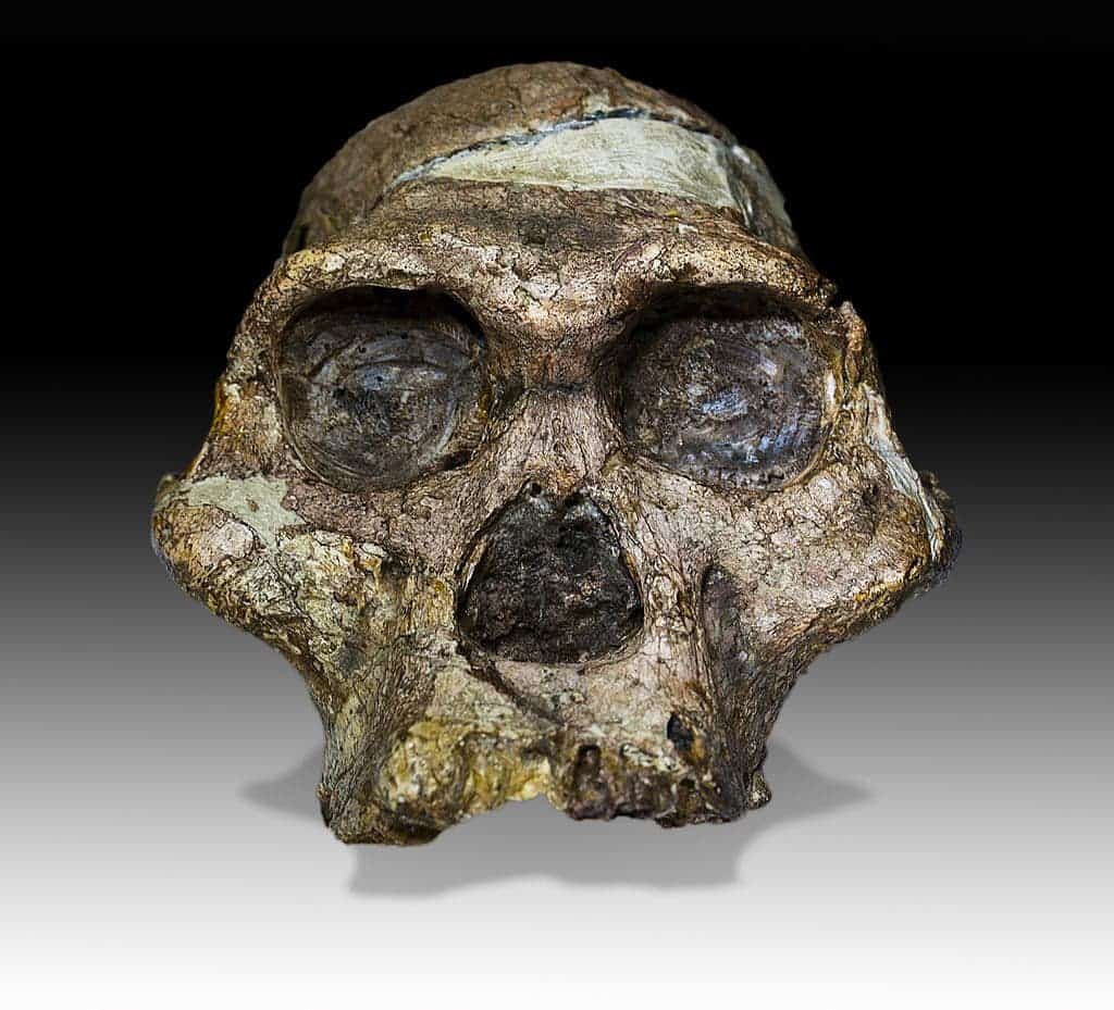 The original skull (without upper teeth and mandible) of a 2,1 million years old Australopithecus africanus specimen so-called “Mrs. Ples” discovered in South Africa. Image: Archaeodontosaurus/Wikipedia (CC BY-SA 4.0)