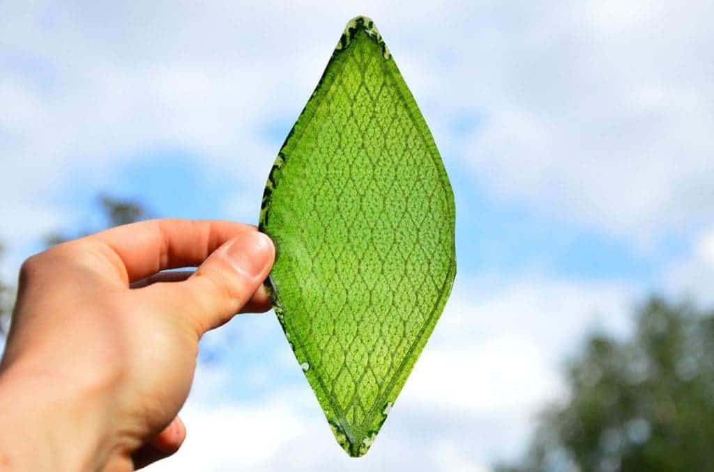 silk_leaf