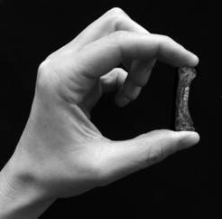 A human forceful precision grip, grasping a Australopithecus africanus first metacarpal of the thumb. © Tracy Kivell & Matthew Skinner