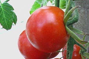 Lycopene is a bright red carotenoid pigment, a phytochemical found not only in tomatoes but also other red fruits. Lycopene absorbs most of the visible light spectrum, and being red in colour, Lycopene reflects mainly red back to the viewer, thus a ripe tomato appears to be Red. Image: Colour Therapy Healing