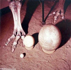 Size comparison of bird eggs. Left to right: chicken egg, ostrich egg, extinction Elephant bird egg.  The eggs of the extinct giant Elephant bird were the largest single-cells that ever existed on Earth -- as big as any dinosaur egg. Scientists believe the last of the Elephant birds went extinct fairly recently -- around 1700.  