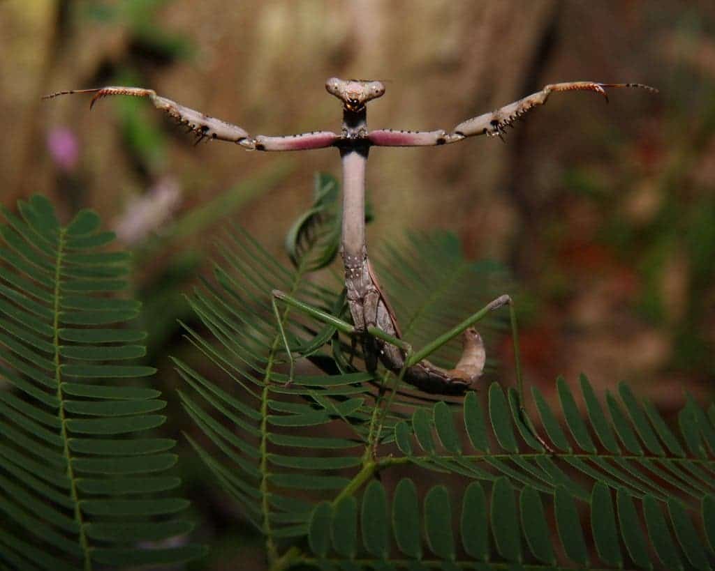 praying mantis