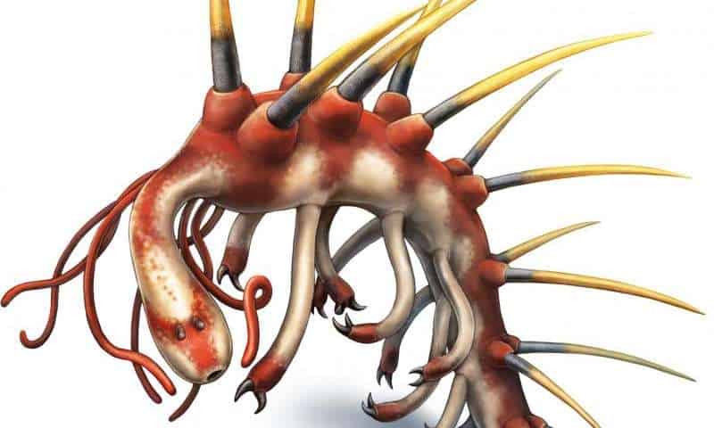 Artist illustration of Hallucigenia sparsa based on recent electron scan microscope images. Credit: Danielle Dufault