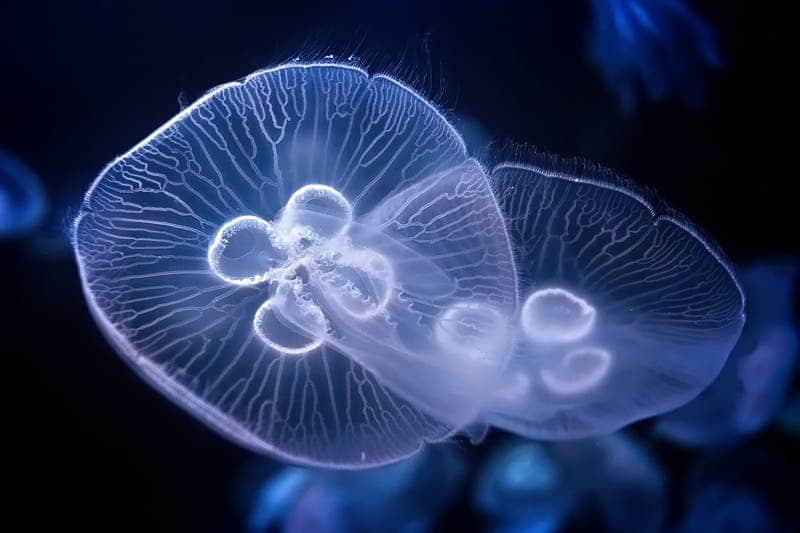 The moon jellyfish. Image: Terra Spirit